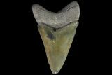 Serrated, Bone Valley Megalodon Tooth - Florida #84172-1
